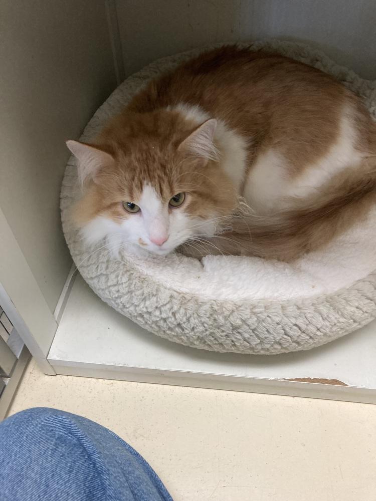 Enlarge Shrek, a Adoptable mixed breed in Kalamazoo, MI image 1/1