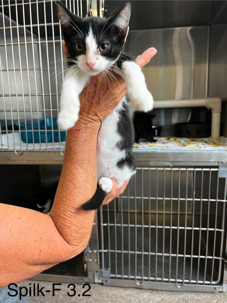 Spilk, Adoptable, Kitten Female Domestic Short Hair.