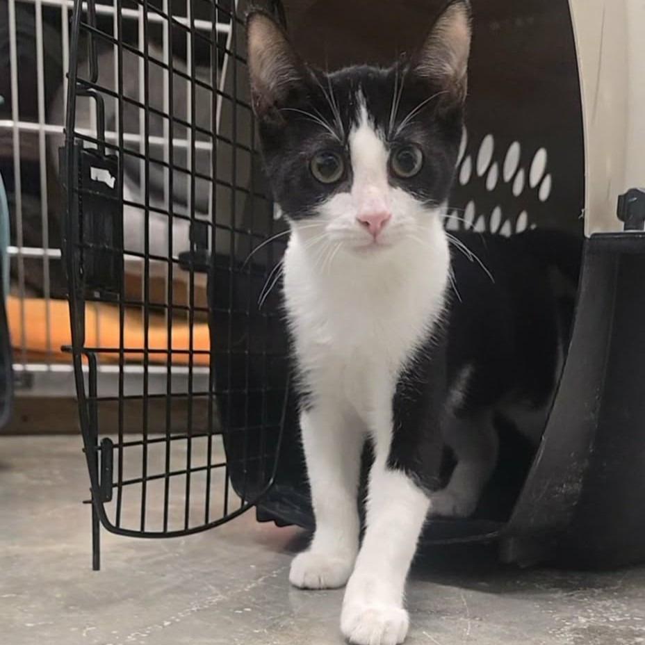 Enlarge Spilk, a Adoptable mixed breed in Sunrise Beach, MO image 2/2