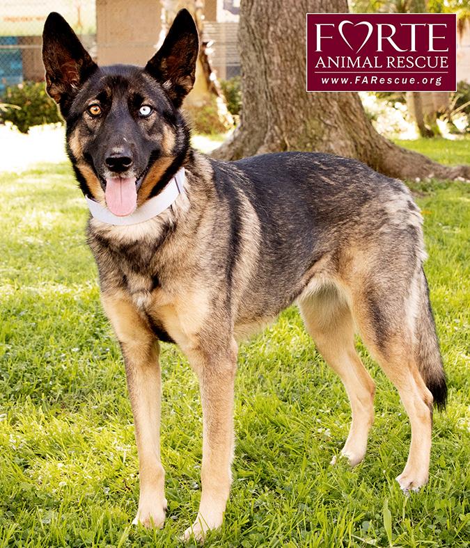 Parmida, a ADOPTABLE mixed breed in Marina Del Rey, CA image 4/6