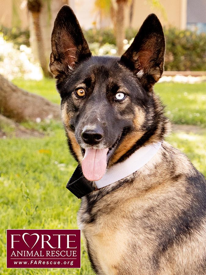 Parmida, a ADOPTABLE mixed breed in Marina Del Rey, CA image 6/6