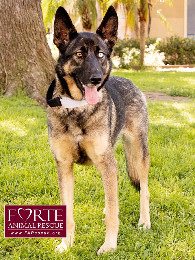 Parmida, a ADOPTABLE mixed breed in Marina Del Rey, CA image 5/6
