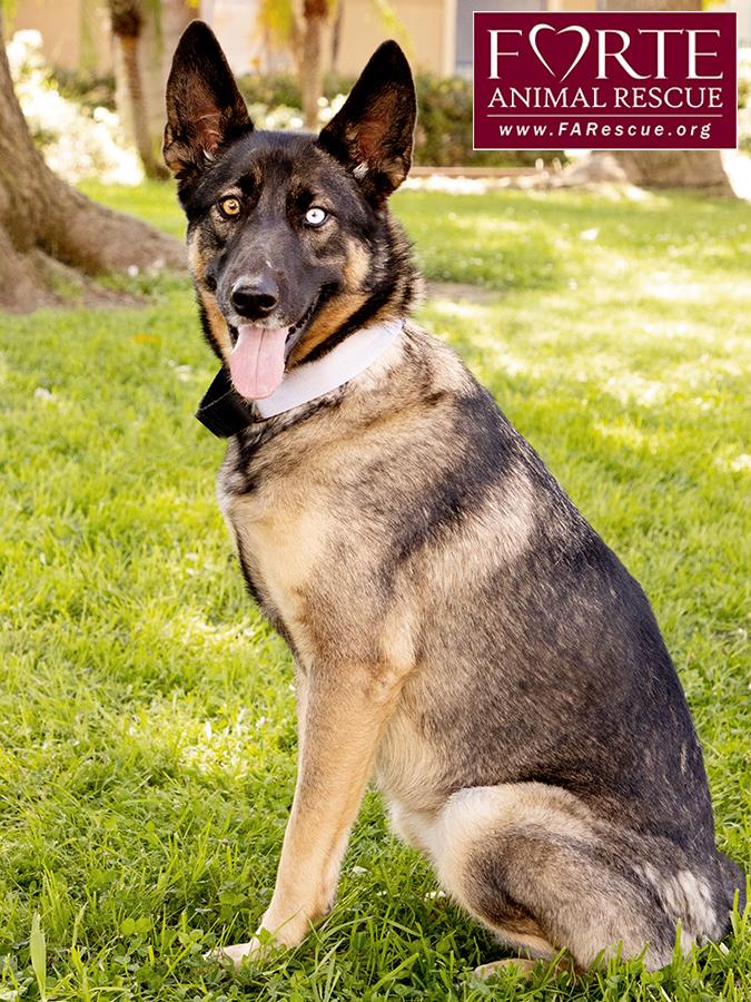 Parmida, a ADOPTABLE mixed breed in Marina Del Rey, CA image 2/6