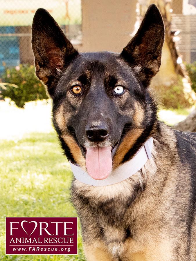 Parmida, ADOPTABLE, Young Female German Shepherd Dog & Australian Shepherd.