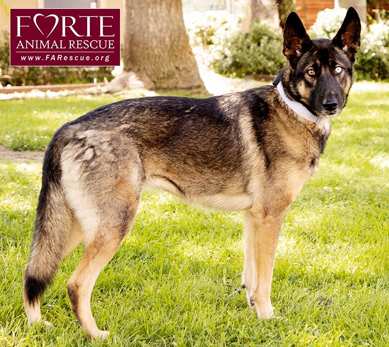 Parmida, a ADOPTABLE mixed breed in Marina Del Rey, CA image 3/6
