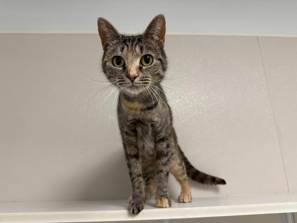 Mosaic, Adoptable, Young Female Torbie & Domestic Short Hair.