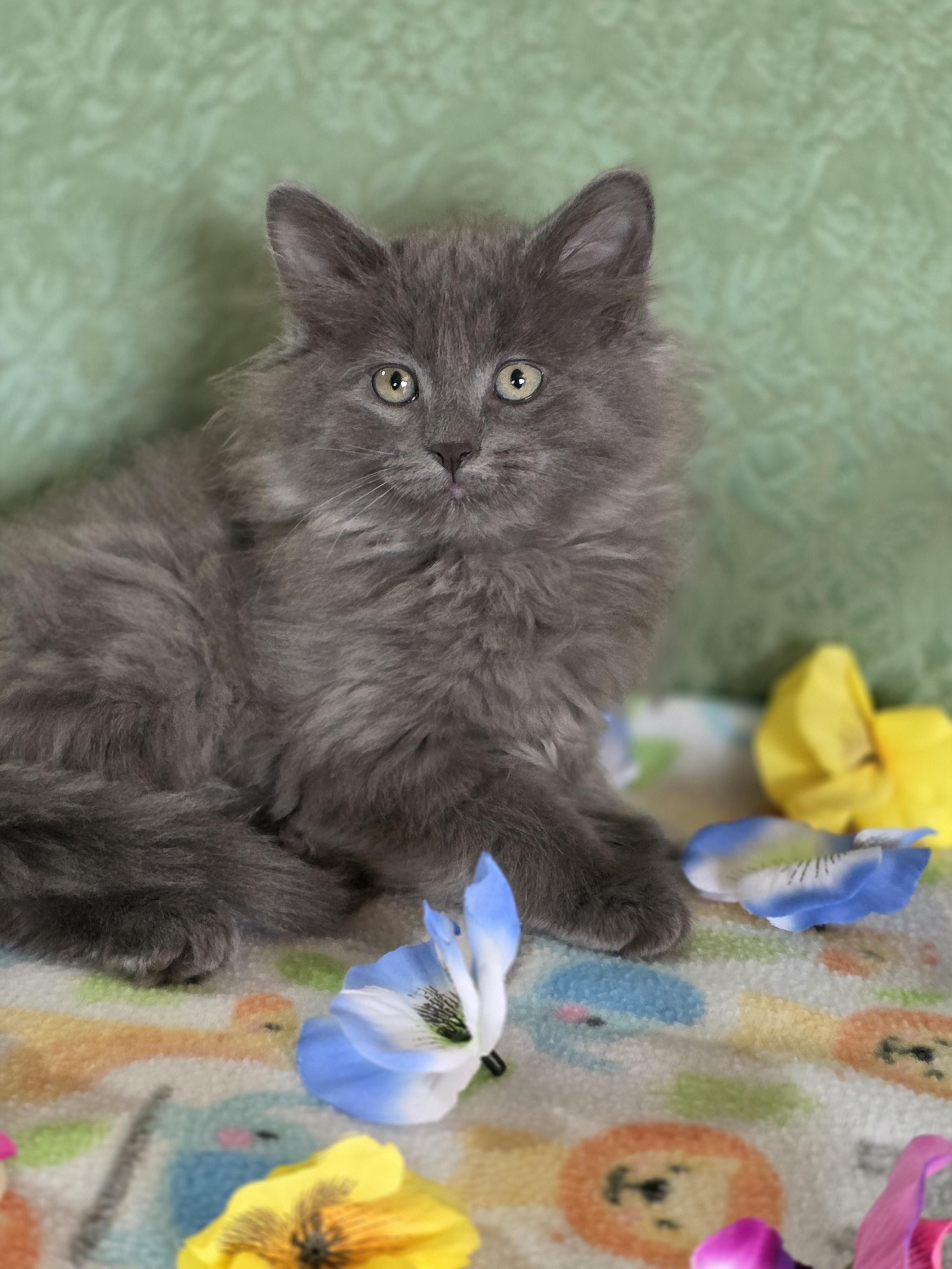 Enlarge Bailey, a Adoptable mixed breed in Kamloops, BC image 1/6