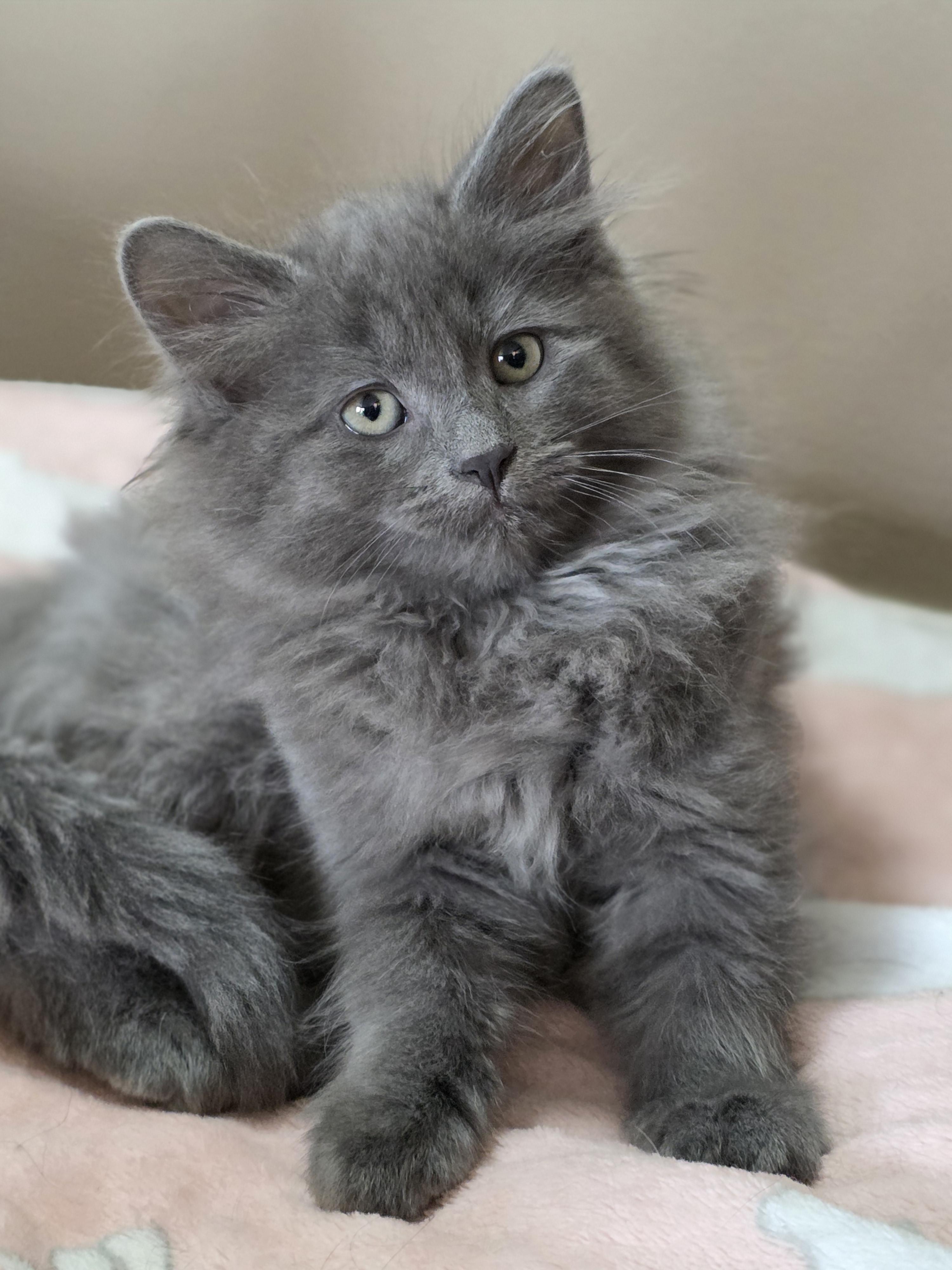 Enlarge Bailey, a Adoptable mixed breed in Kamloops, BC image 2/6