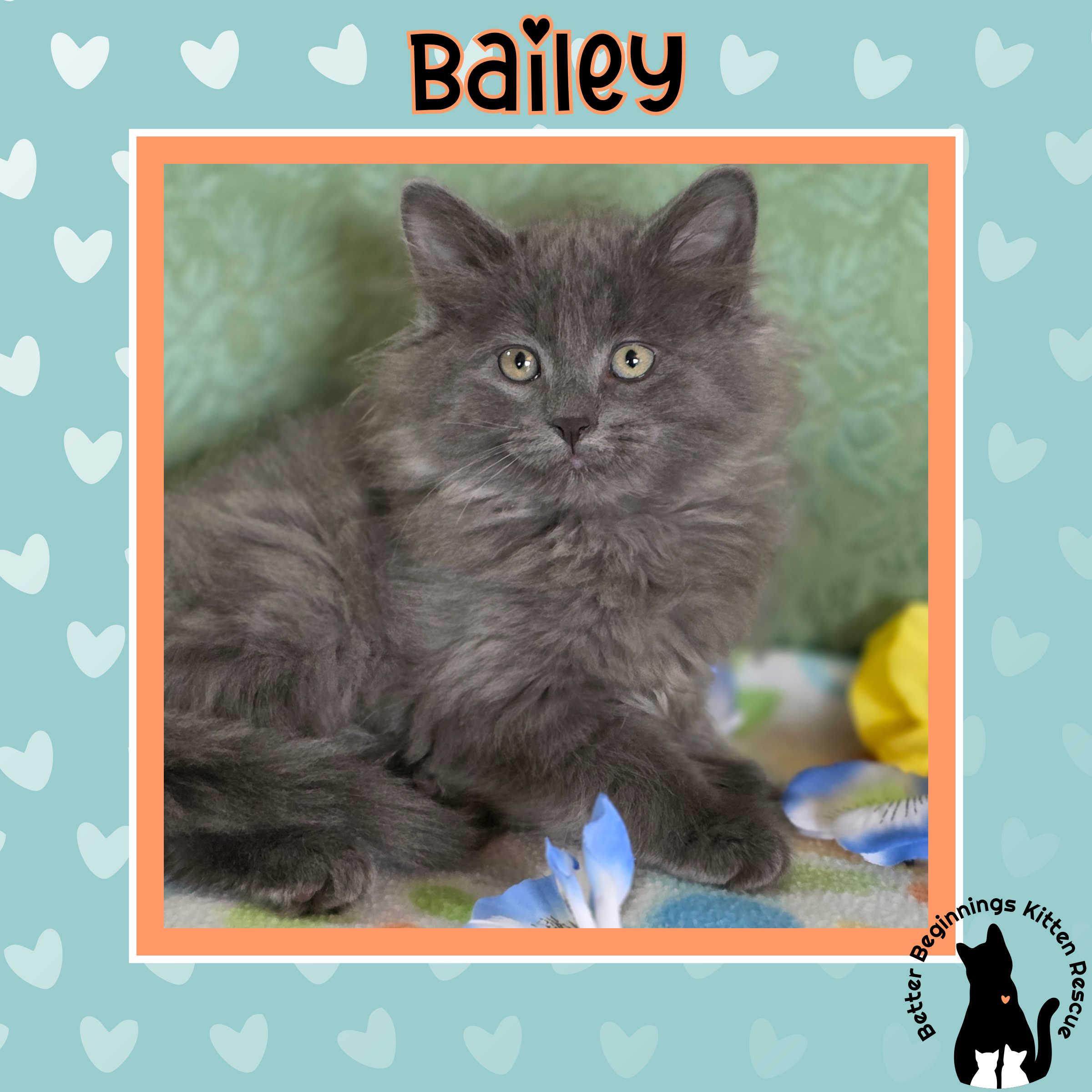 Enlarge Bailey, a Adoptable mixed breed in Kamloops, BC image 4/6