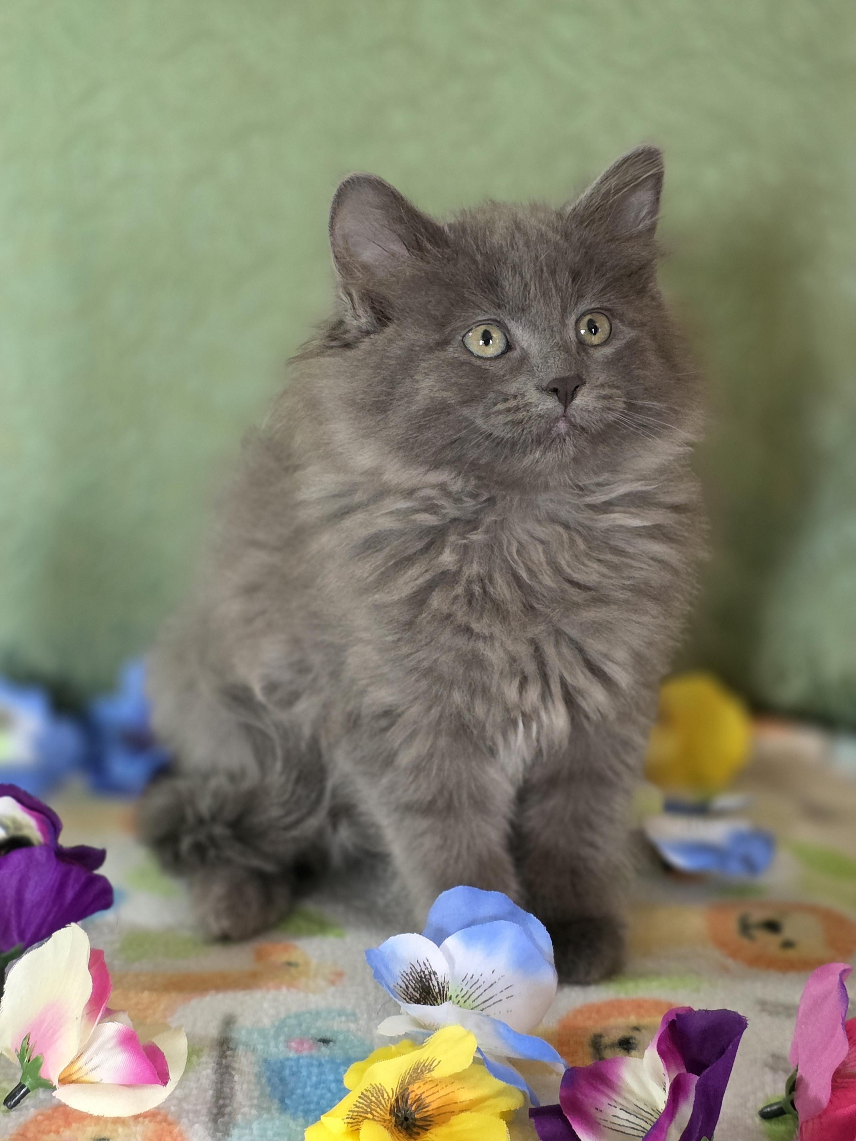 Enlarge Bailey, a Adoptable mixed breed in Kamloops, BC image 5/6