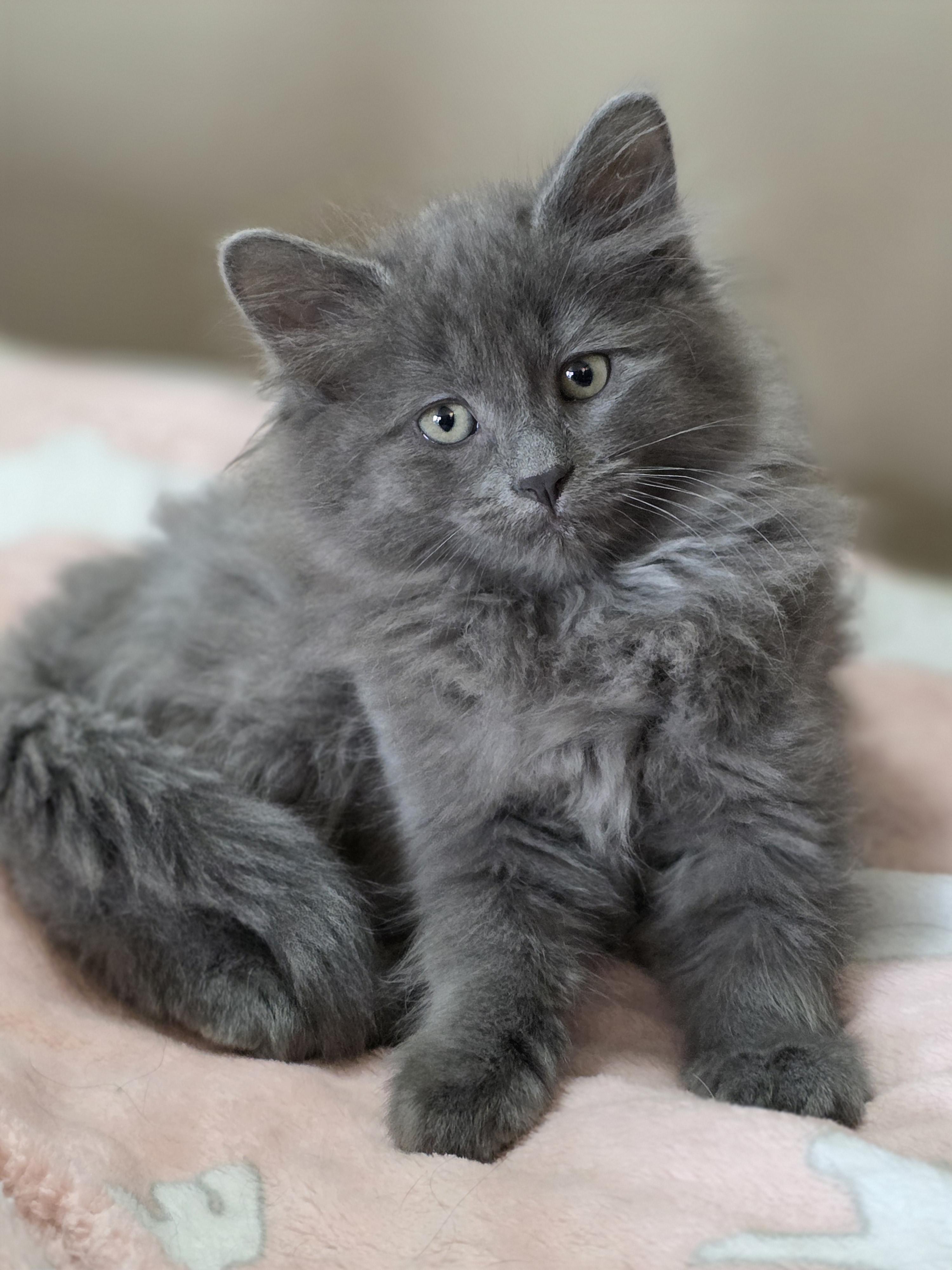 Enlarge Bailey, a Adoptable mixed breed in Kamloops, BC image 6/6