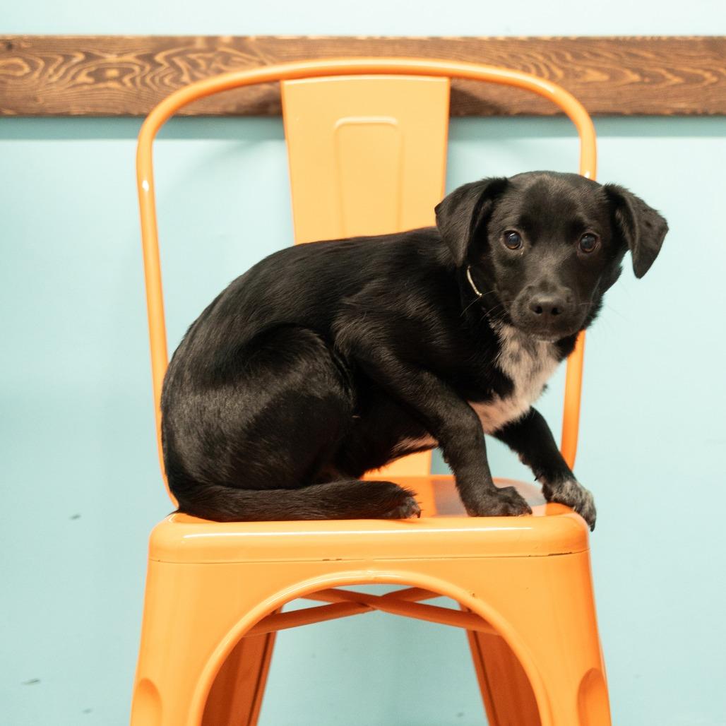 Mandible, ADOPTABLE, Puppy Male Mixed Breed.