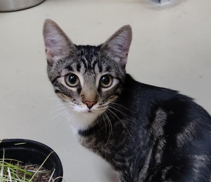 Benny, an adoptable Tabby in Lago Vista, TX, 78645 | Photo Image 1