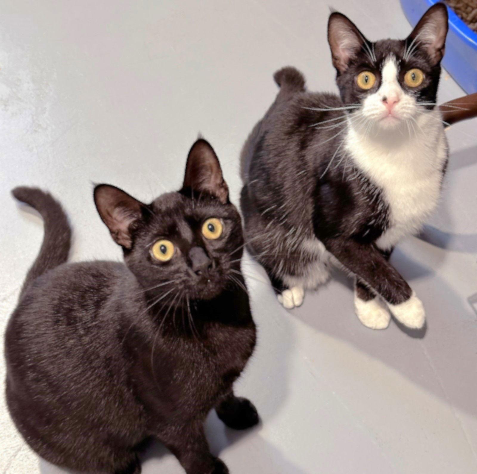 Enlarge Justice, a Adoptable Domestic Short Hair in Springfield, OR image 1/4