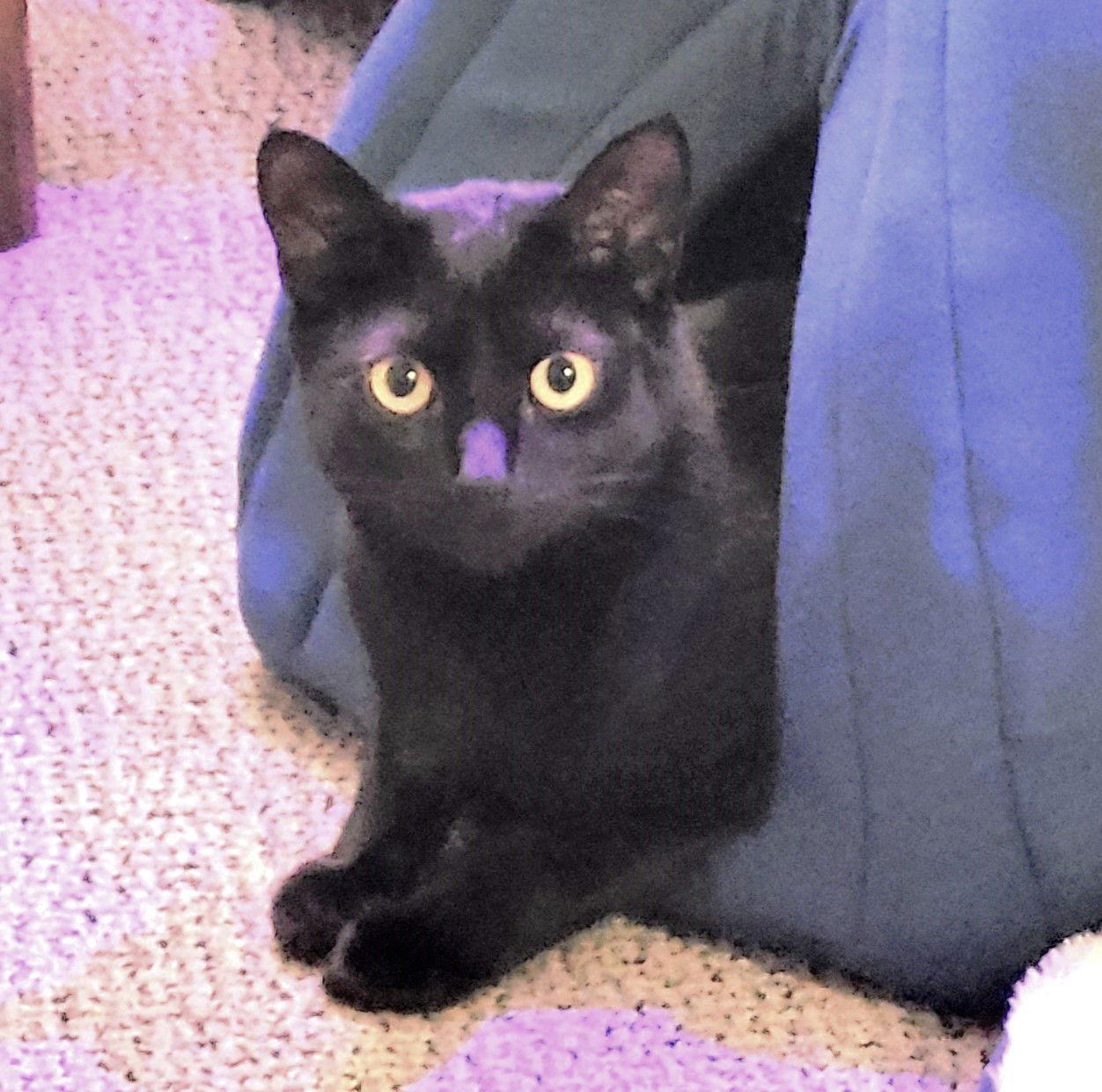 Enlarge Justice, a Adoptable Domestic Short Hair in Springfield, OR image 2/4