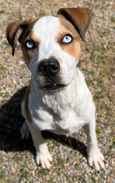 Enlarge PICKLES, a Adoptable mixed breed in Augusta, GA image 1/1
