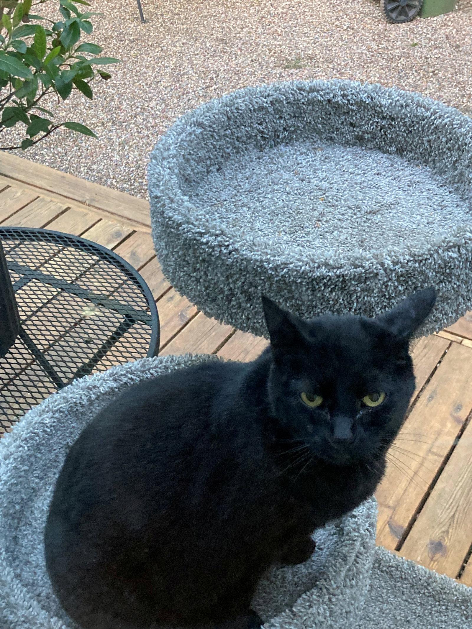 KIKI #- Offered by Owner - Indoor/outdoor Friendly, a Adoptable Domestic Short Hair in Hillsboro, OR image 1/3