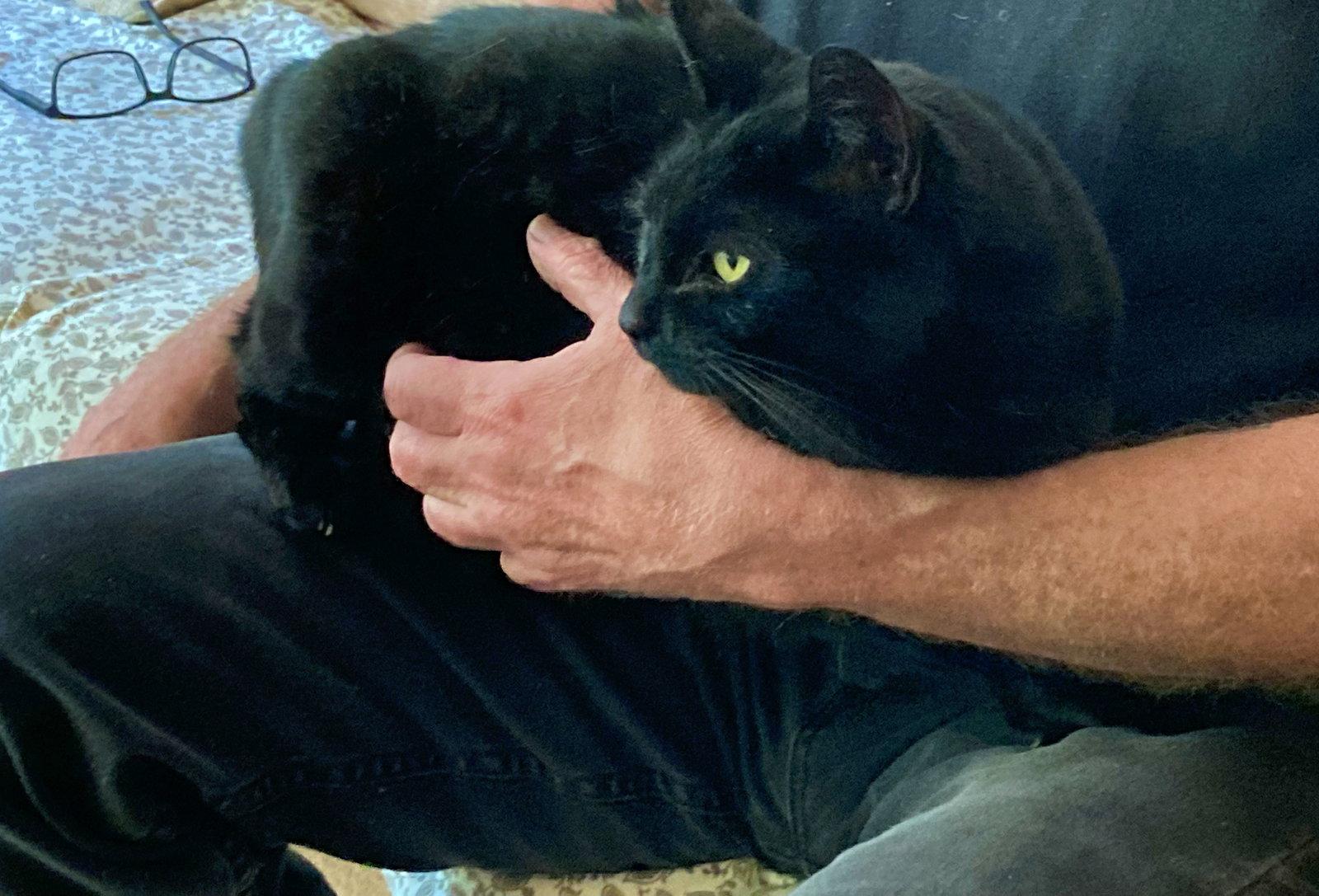 KIKI #- Offered by Owner - Indoor/outdoor Friendly, a Adoptable Domestic Short Hair in Hillsboro, OR image 2/3