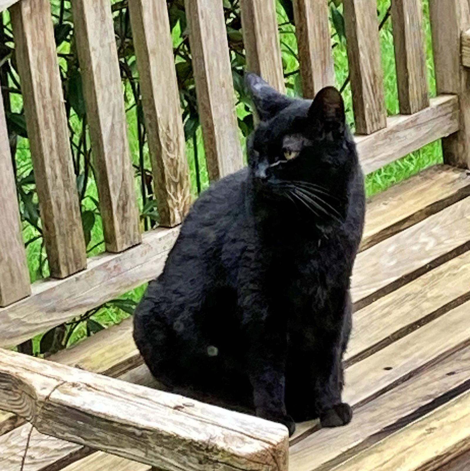 KIKI #- Offered by Owner - Indoor/outdoor Friendly, a Adoptable Domestic Short Hair in Hillsboro, OR image 3/3