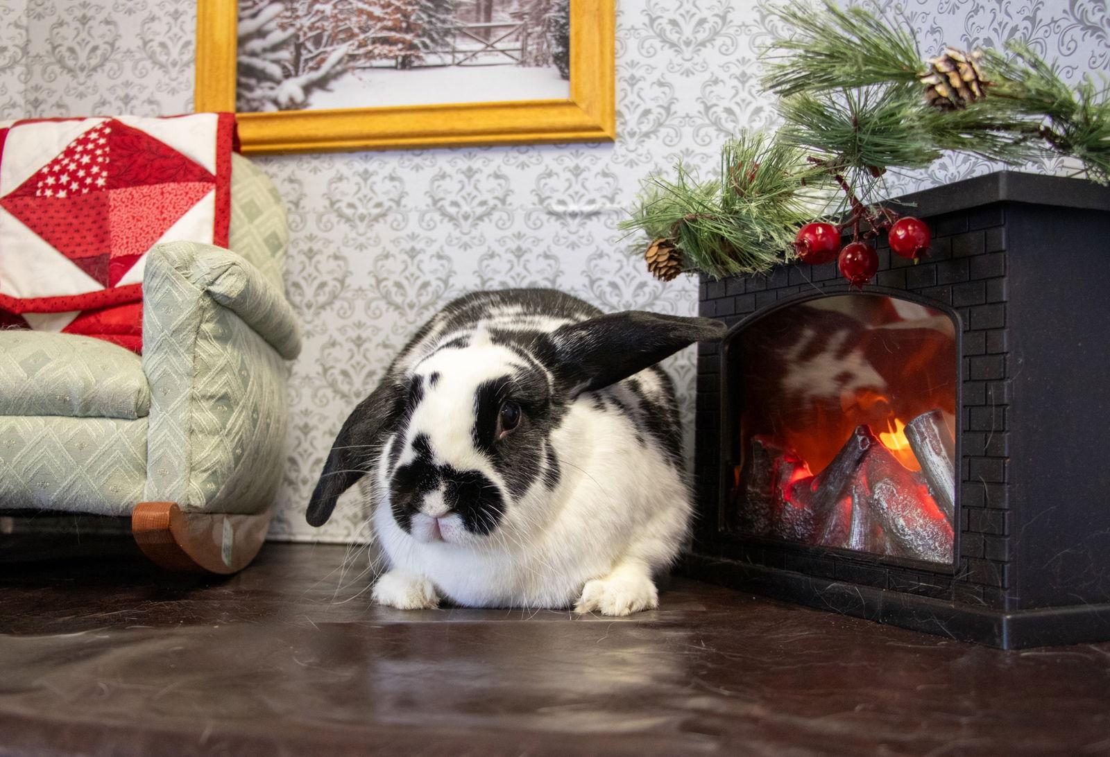 Enlarge Chaya "Chi Chi", a Adoptable mixed breed in Lakeville, MN image 1/3