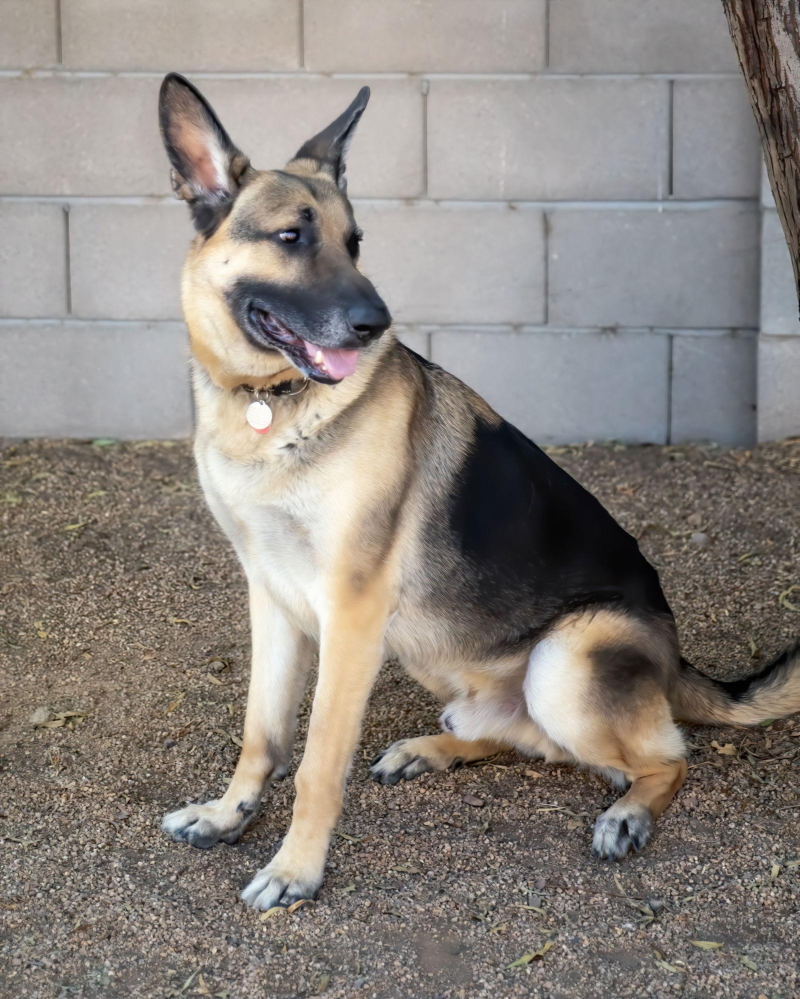 MAX, a Adoptable German Shepherd Dog in Scottsdale, AZ image 1/3