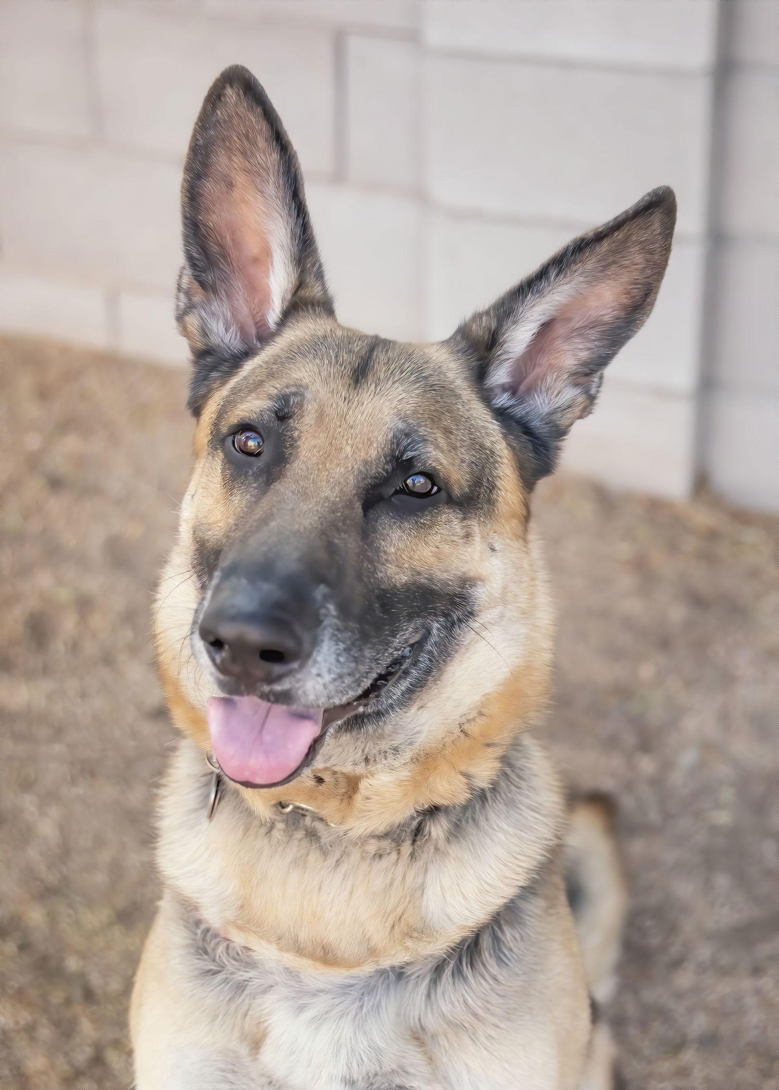 MAX, a Adoptable German Shepherd Dog in Scottsdale, AZ image 2/3