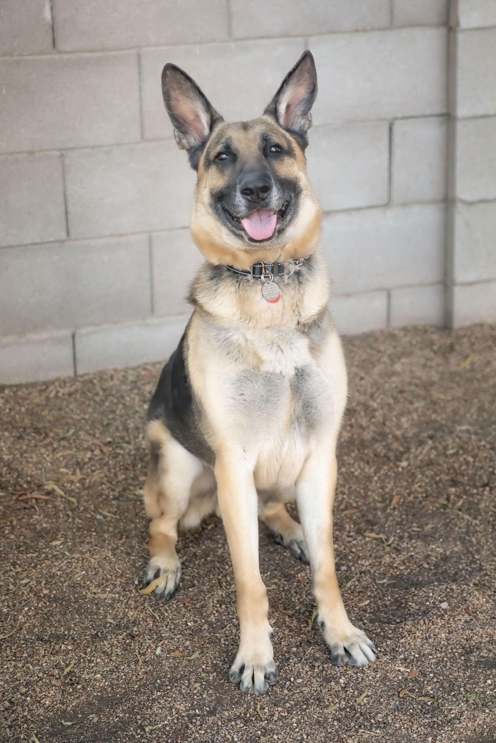 MAX, a Adoptable German Shepherd Dog in Scottsdale, AZ image 3/3