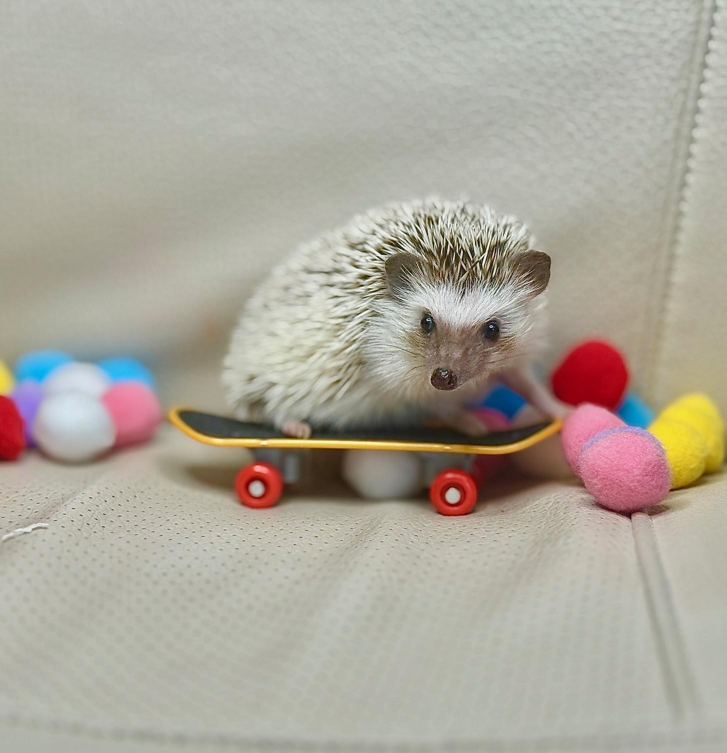 HEDGE FUND, ADOPTABLE, Adult Male Hedgehog.
