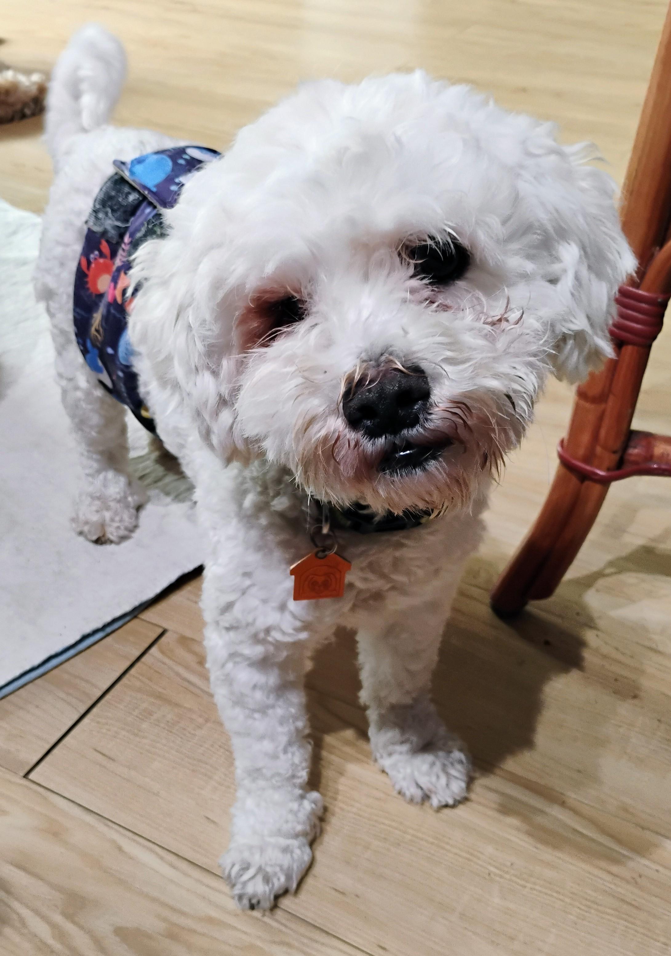 Pablo, an adoptable Maltipoo in Los Angeles, CA, 90034 | Photo Image 4