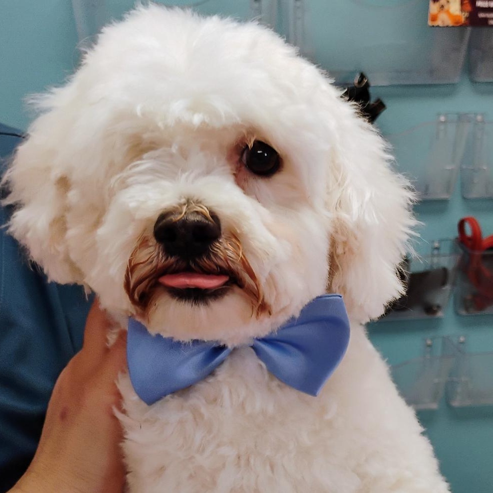 Enlarge Pablo, a Adoptable Maltipoo in Los Angeles, CA image 1/5