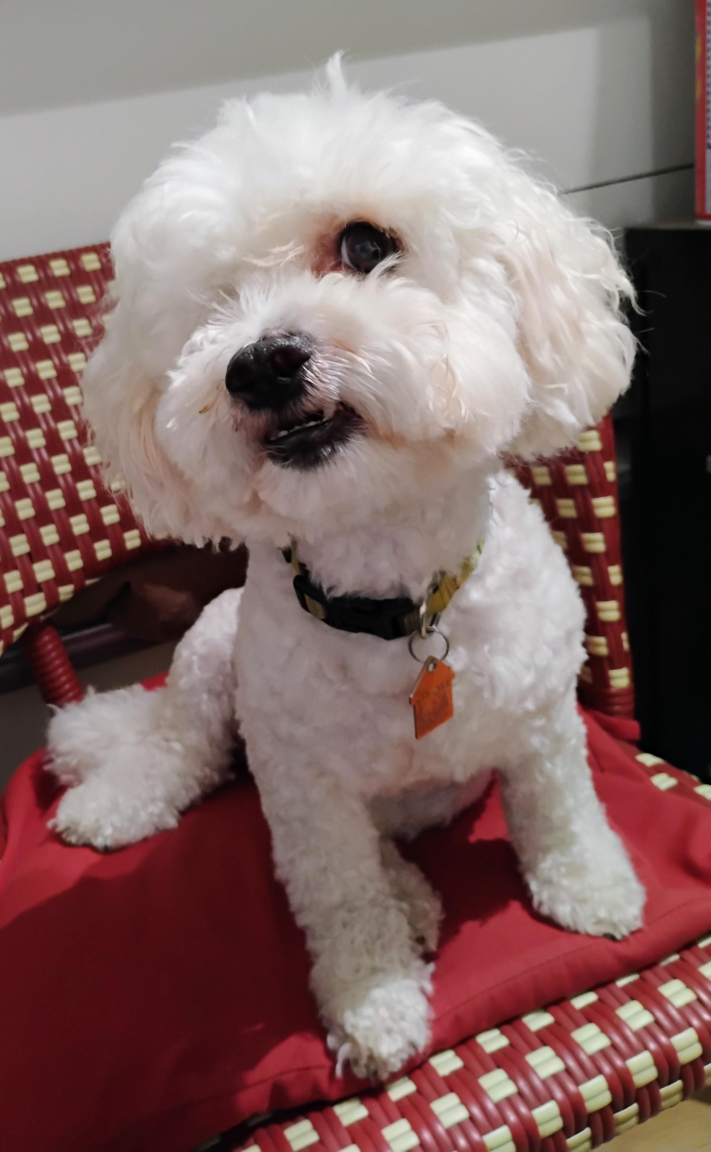 Pablo, an adoptable Maltipoo in Los Angeles, CA, 90034 | Photo Image 1