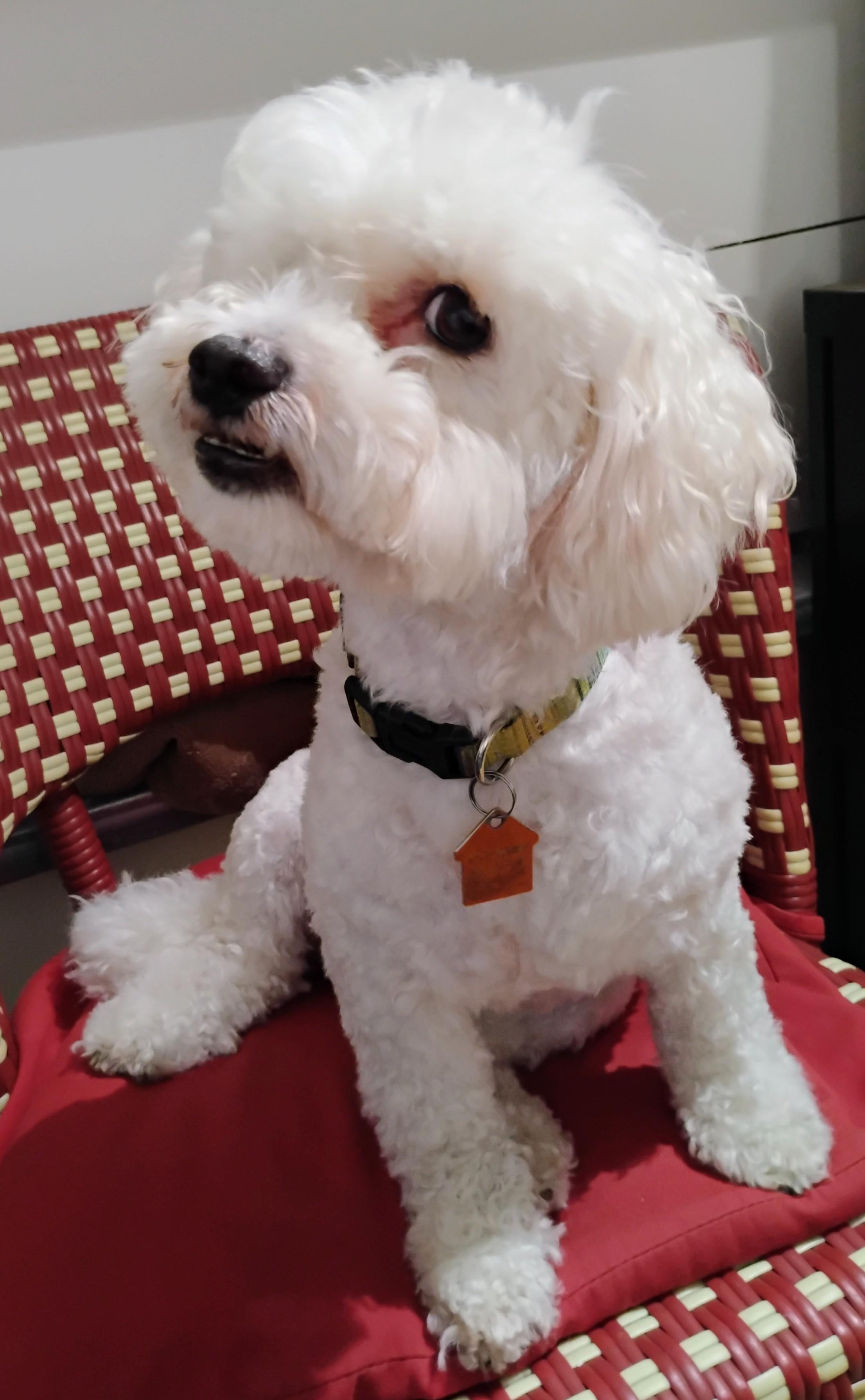 Enlarge Pablo, a Adoptable Maltipoo in Los Angeles, CA image 3/5