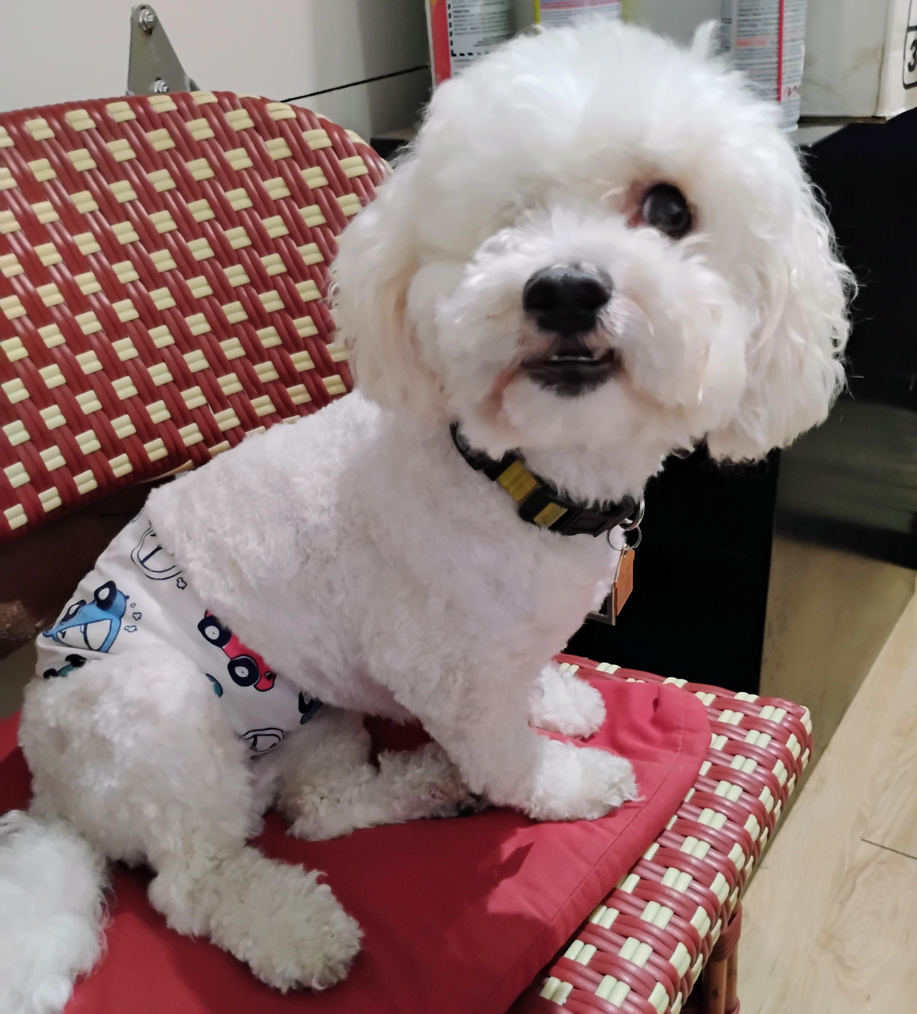 Pablo, an adoptable Maltipoo in Los Angeles, CA, 90034 | Photo Image 3