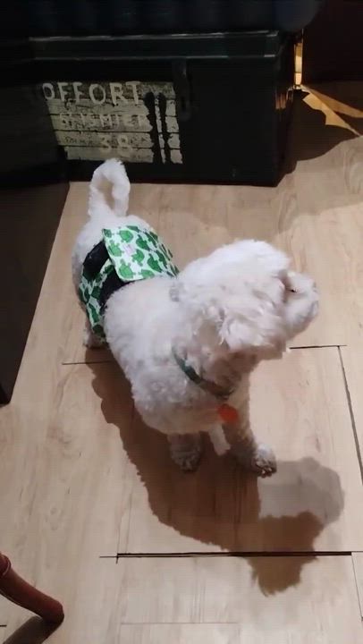 Enlarge Pablo, a Adoptable Maltipoo in Los Angeles, CA video 5/5