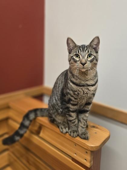 Enlarge Bakersfield, a Adoptable Domestic Short Hair in Woodstock, IL image 2/4