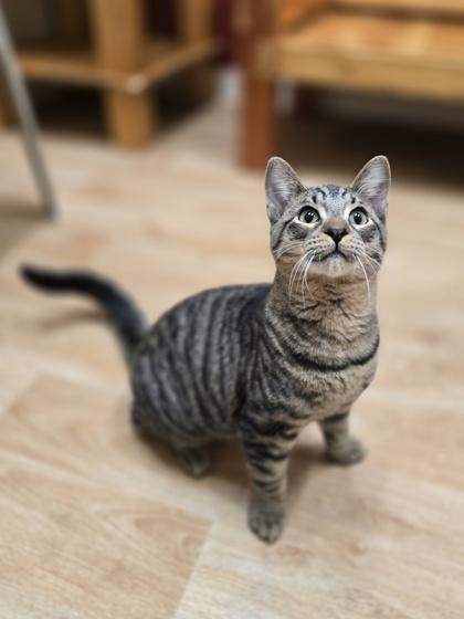 Enlarge Bakersfield, a Adoptable Domestic Short Hair in Woodstock, IL image 3/4