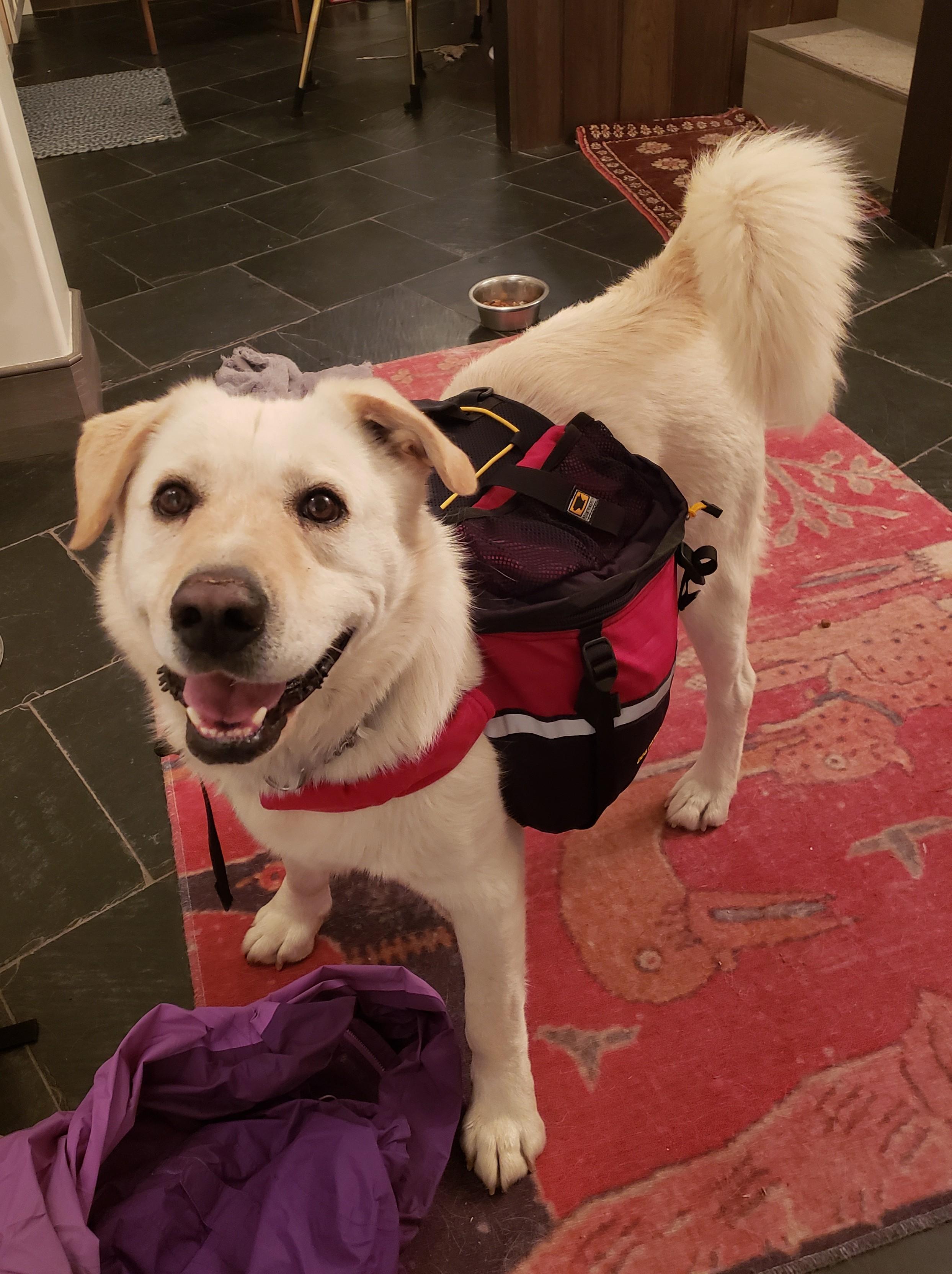 Enlarge Quinn, an adopted mixed breed in Steamboat Springs, CO image 3/6
