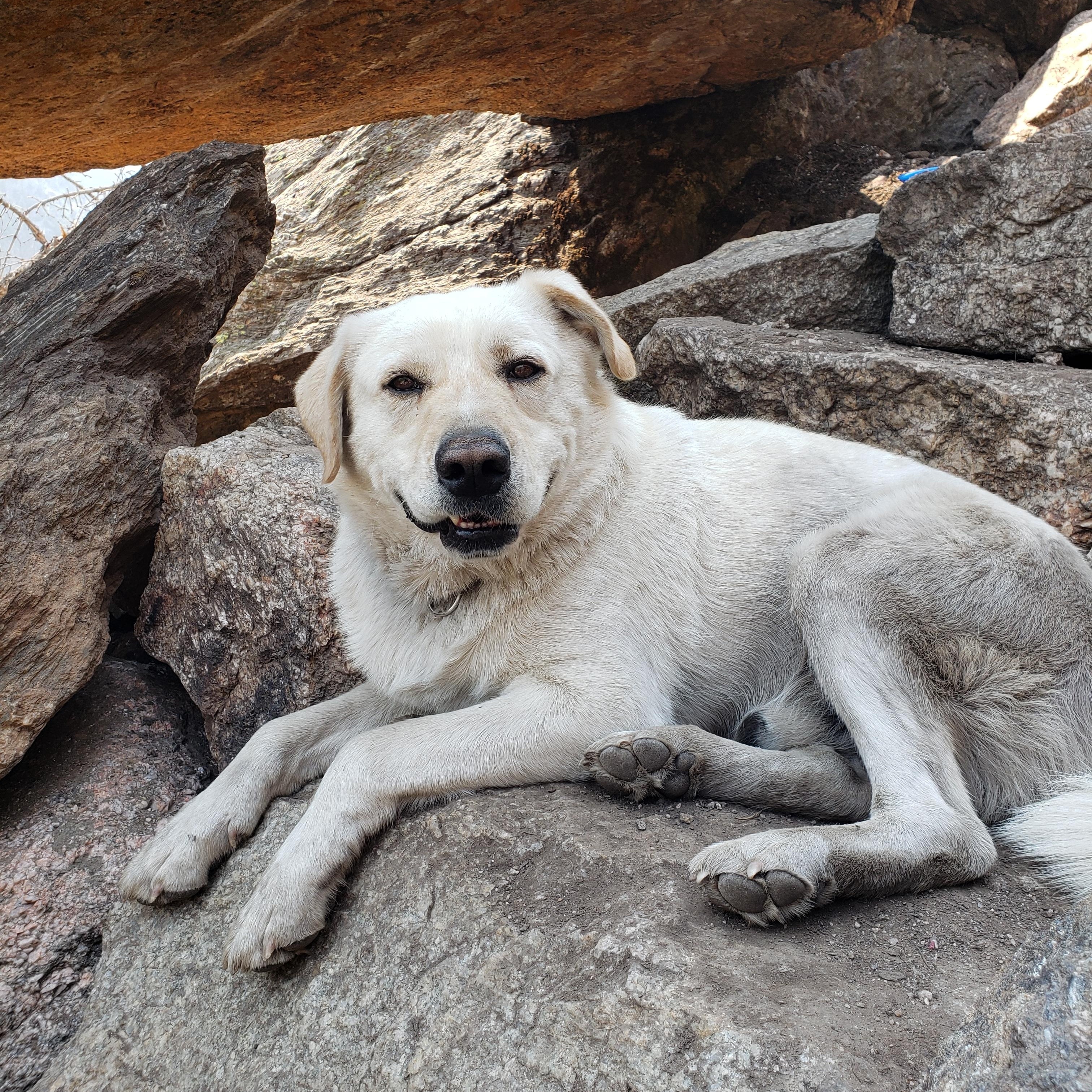 Quinn, adopted, Adult Male Yellow Labrador Retriever & Great Pyrenees.