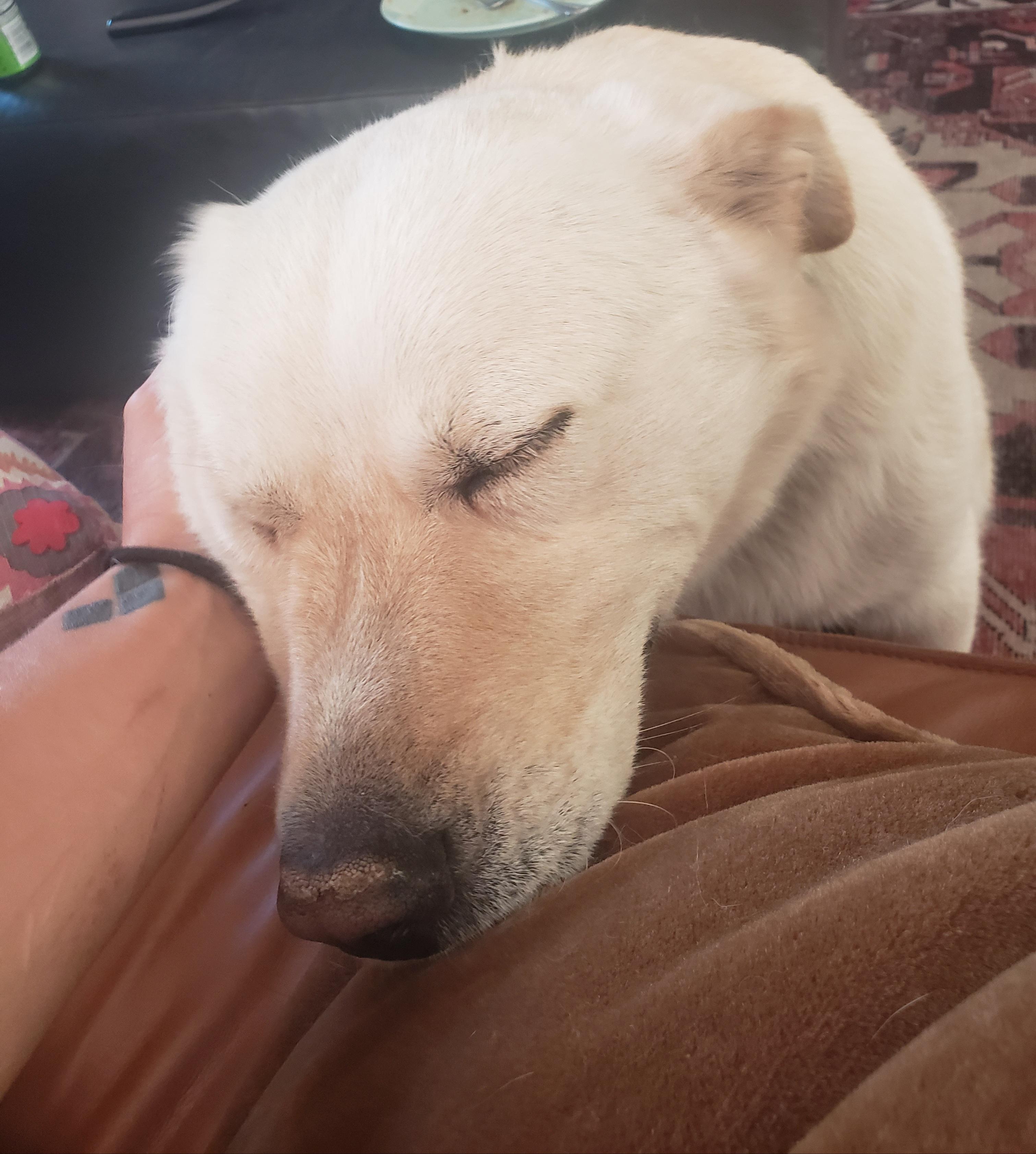 Enlarge Quinn, an adopted mixed breed in Steamboat Springs, CO image 6/6
