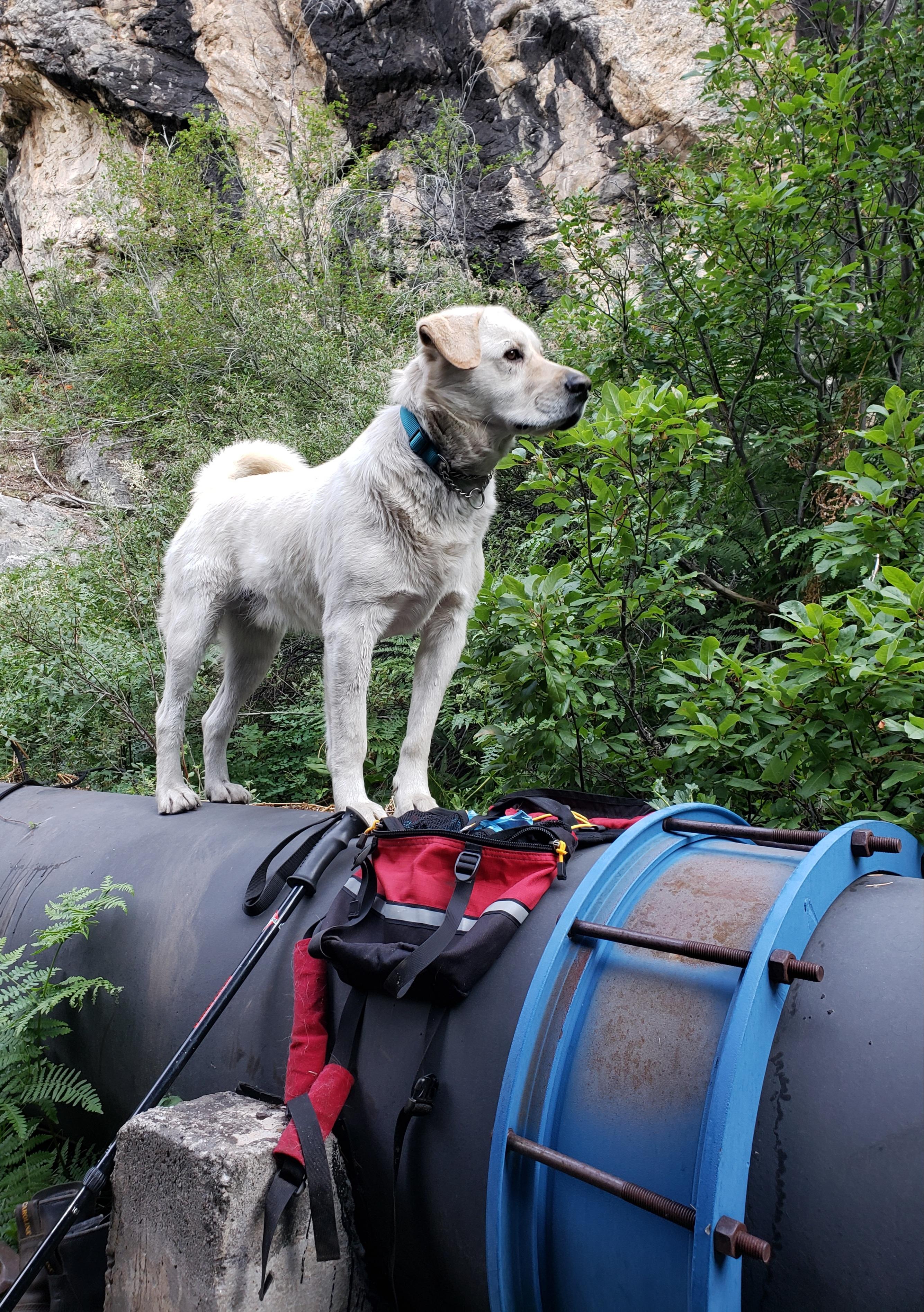 Enlarge Quinn, an adopted mixed breed in Steamboat Springs, CO image 5/6