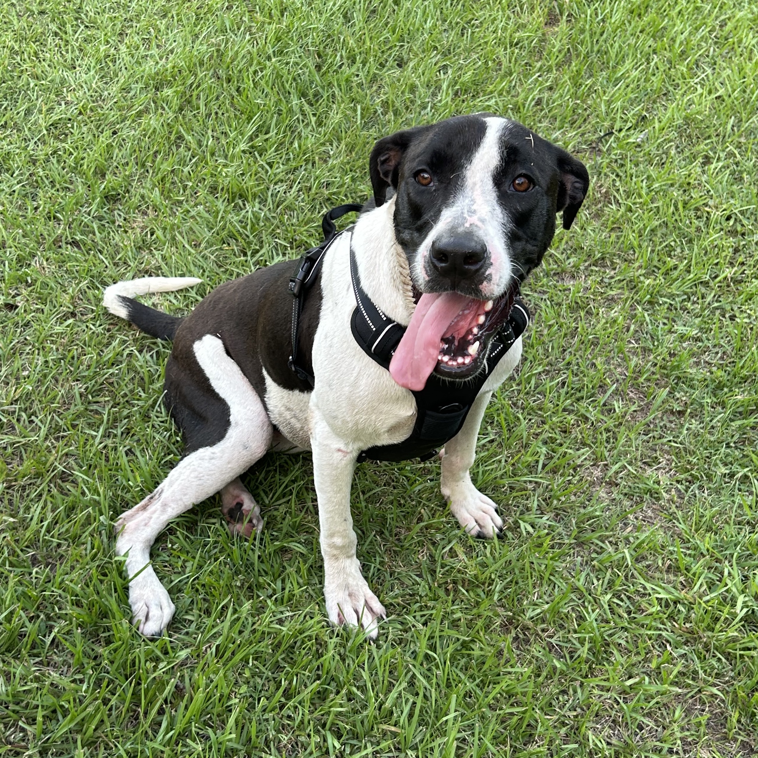 Enlarge Margo, a Adoptable mixed breed in Haines city, FL image 1/1