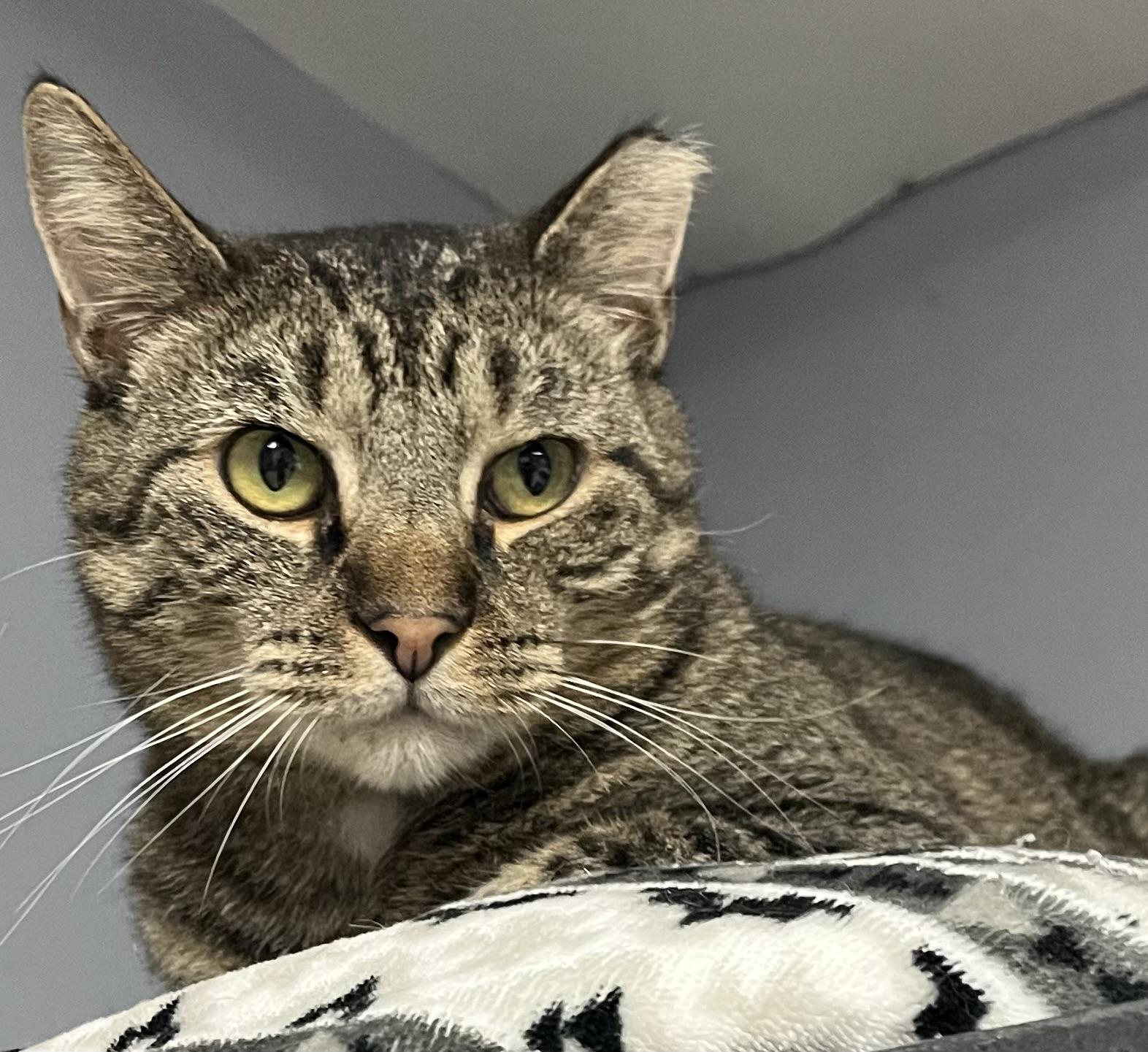 Tammy, Adult Female Tabby