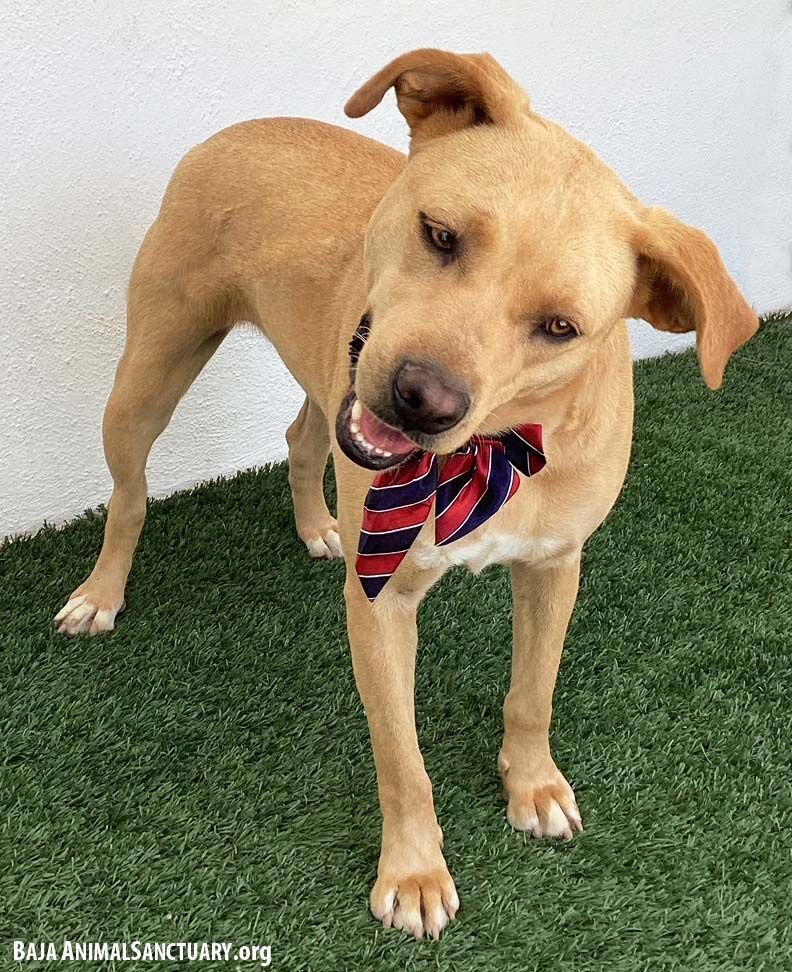 Amelia, a Adoptable mixed breed image 5/6