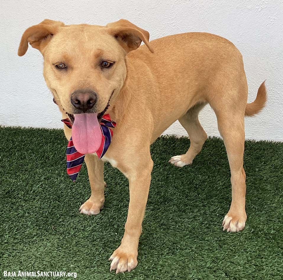 Amelia, a Adoptable mixed breed image 6/6