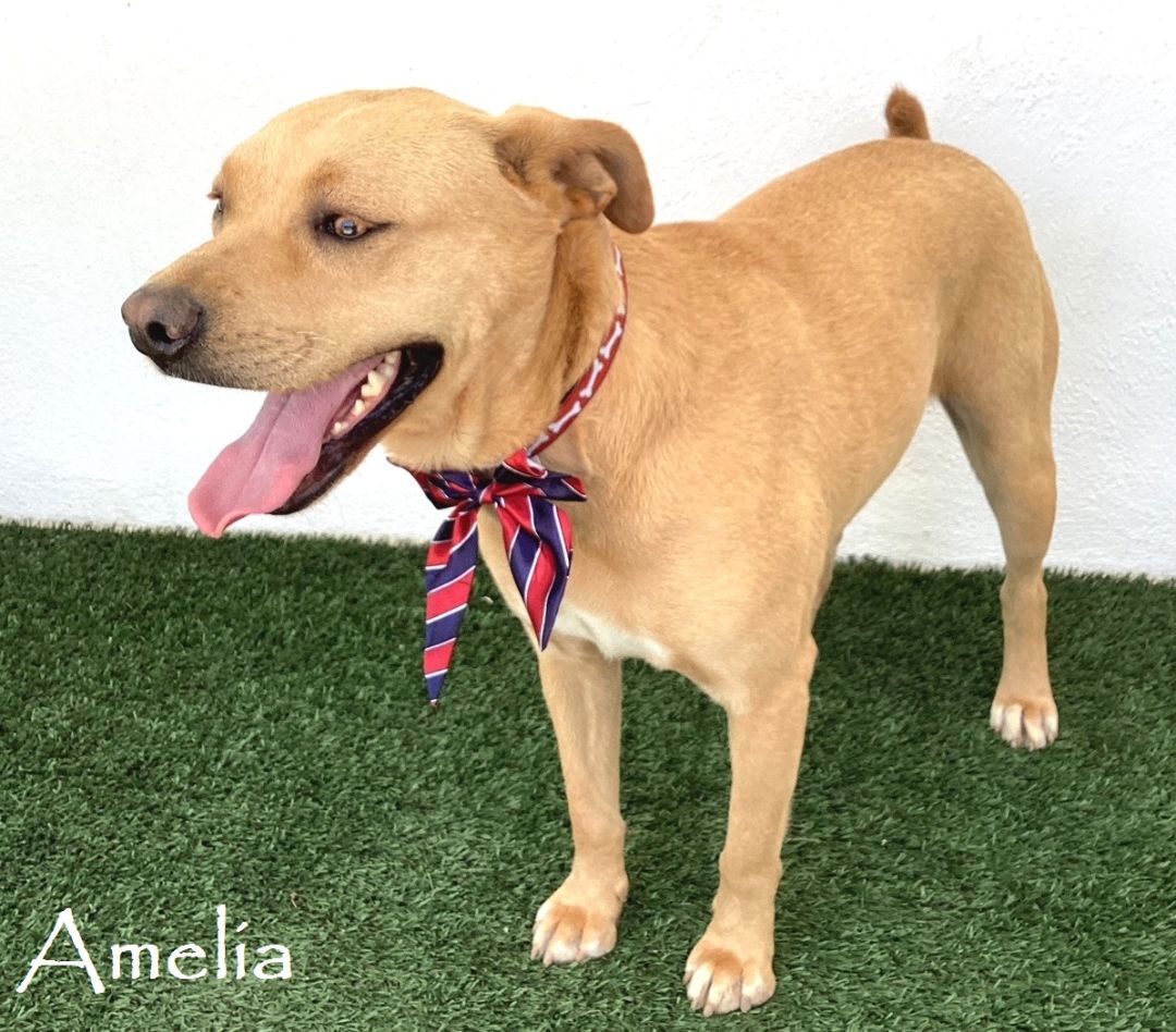 Amelia, a Adoptable mixed breed image 1/6