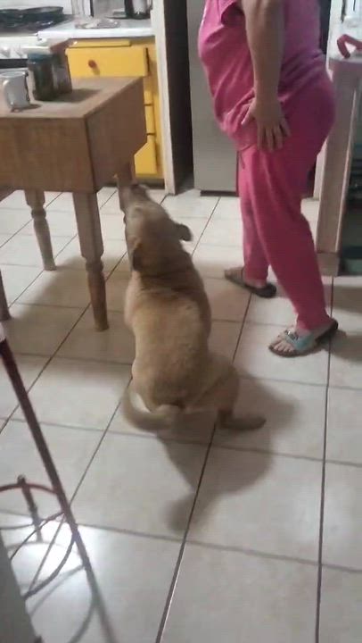 Enlarge Amelia, a Adoptable mixed breed in San Diego, CA video 3/3