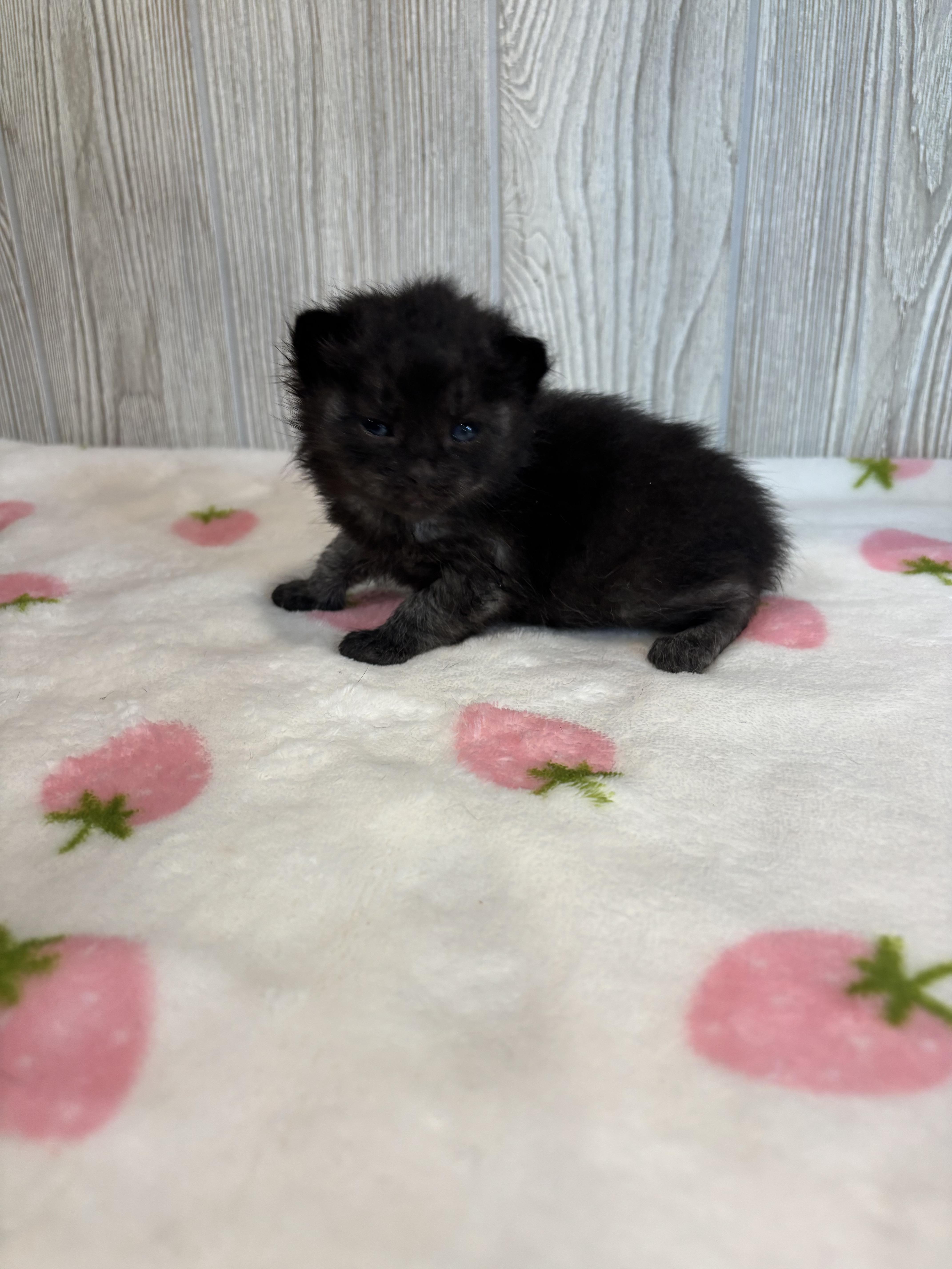 Enlarge LUIGI, an adopted Domestic Short Hair in Tillsonburg, ON image 6/6