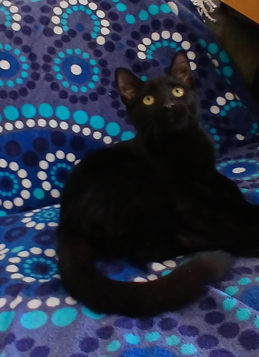 Enlarge LUIGI, an adopted Domestic Short Hair in Tillsonburg, ON image 4/6