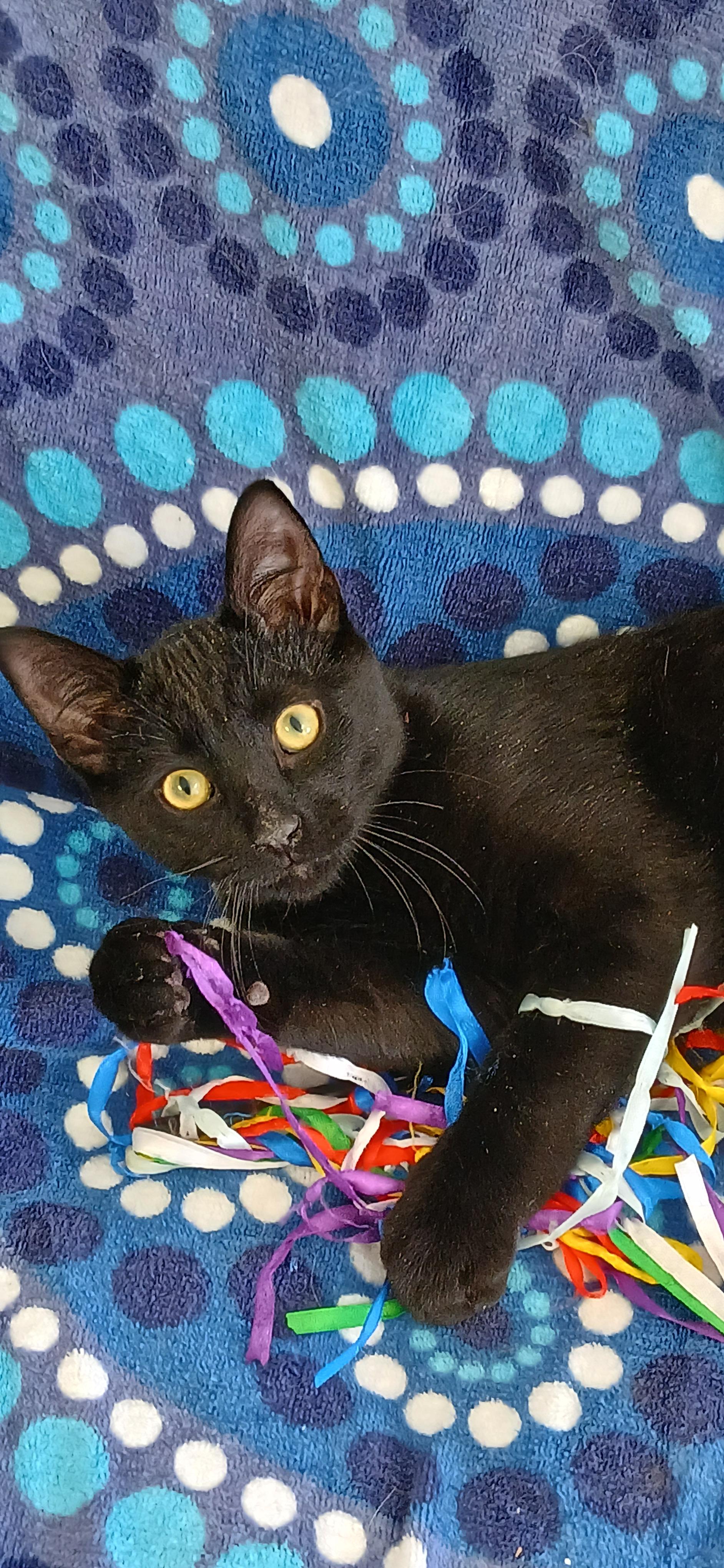 Enlarge LUIGI, an adopted Domestic Short Hair in Tillsonburg, ON image 5/6