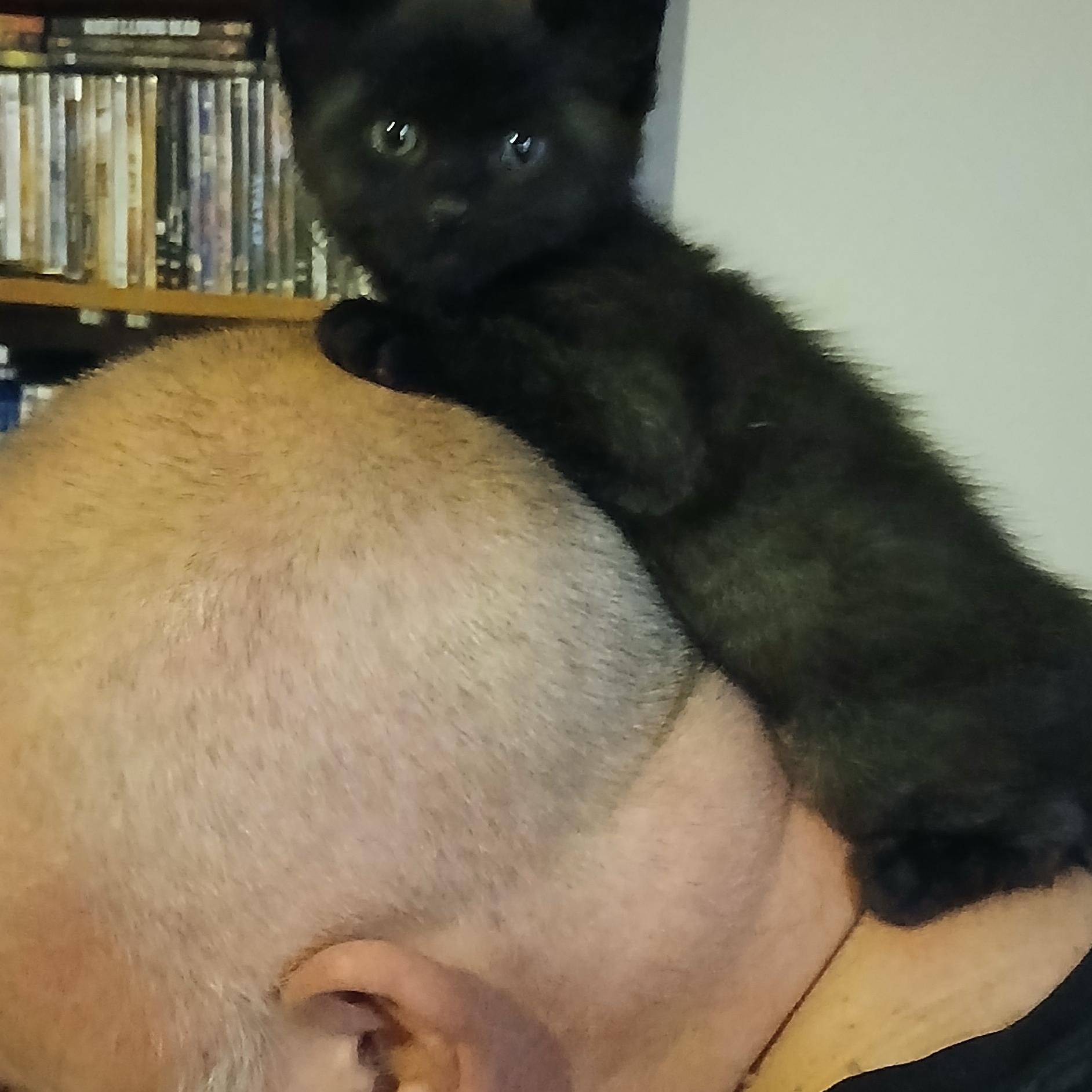 Enlarge LUIGI, an adopted Domestic Short Hair in Tillsonburg, ON image 3/6